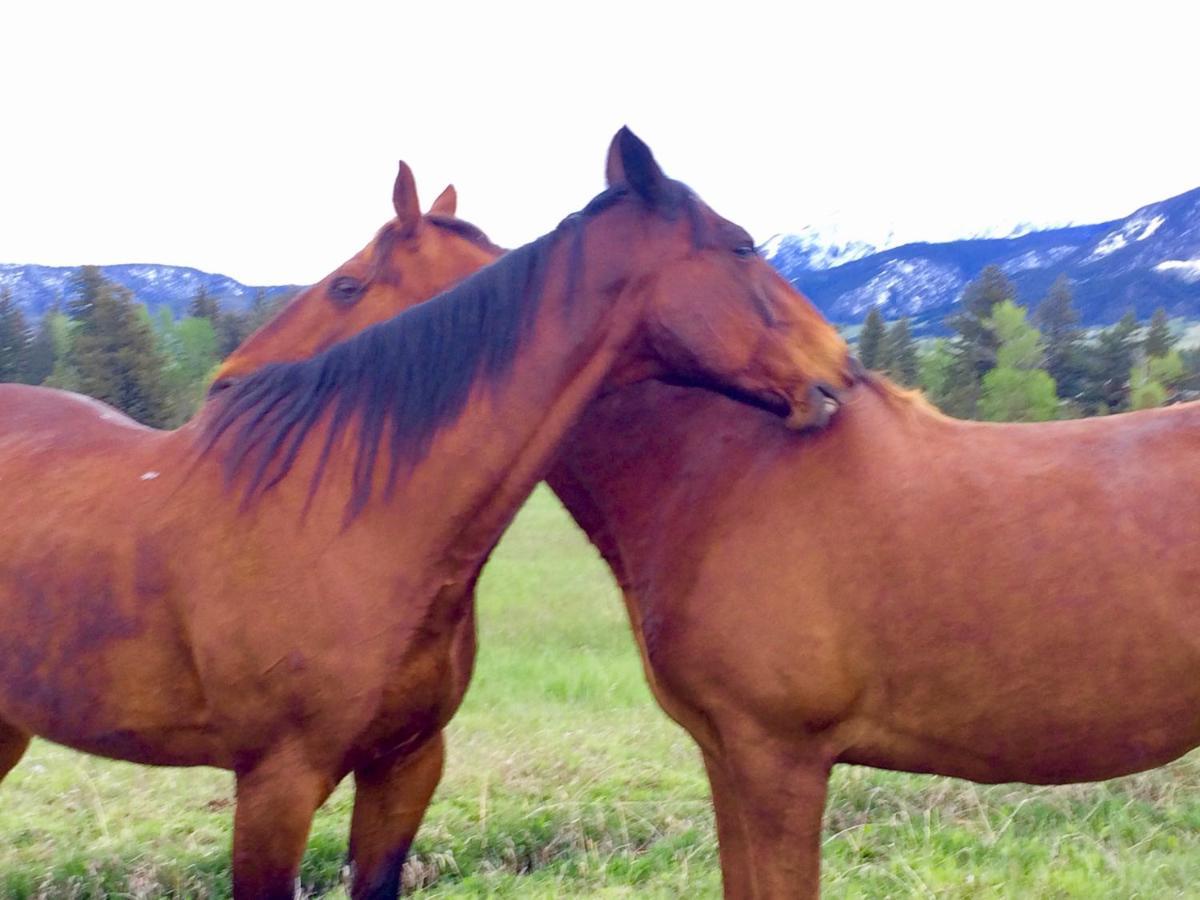 Pine Creek Cabin Livingston Montana מראה חיצוני תמונה