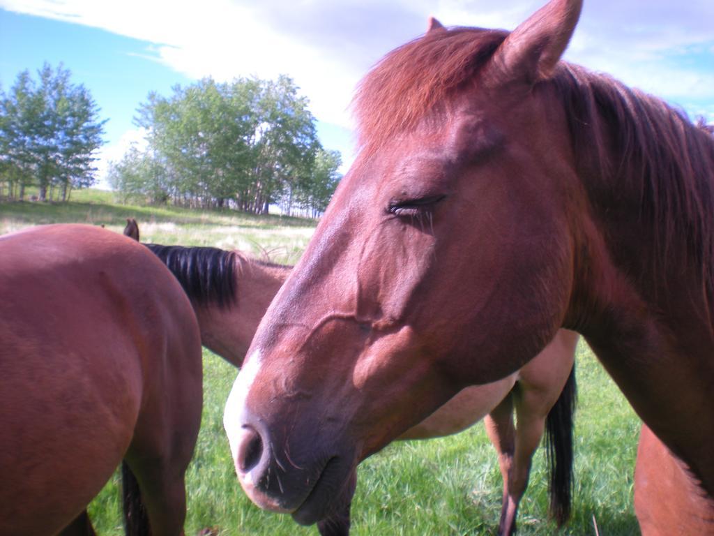 Pine Creek Cabin Livingston Montana מראה חיצוני תמונה